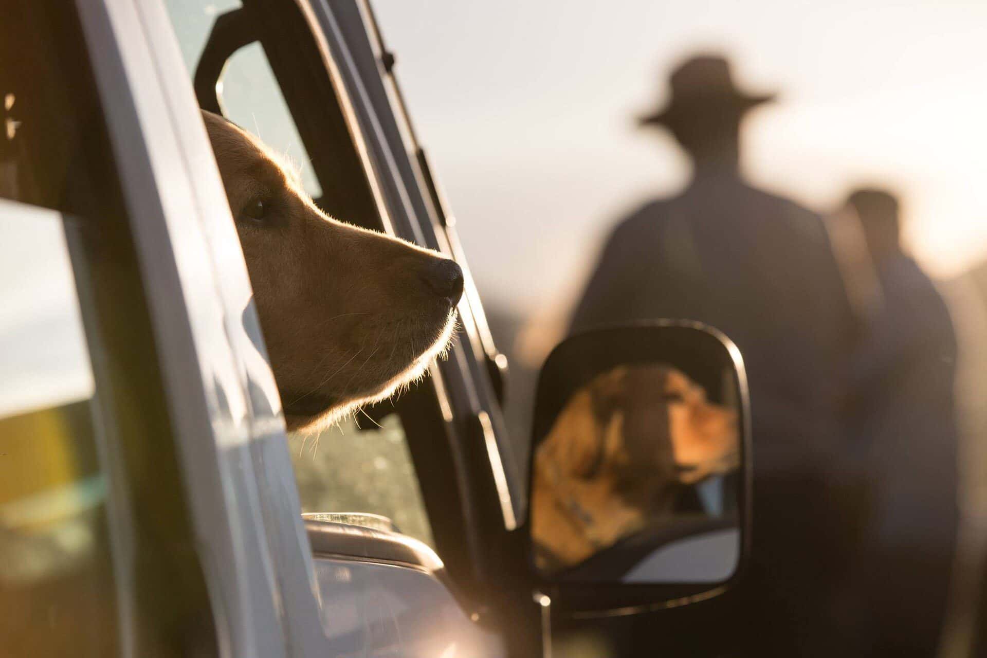 A dog looking out of a car window before a long drive — documents to take a pet out of Kazakhstan
