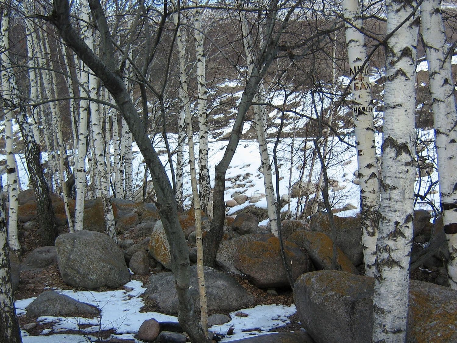 Birch trees among boulders in the Trans-Ili Alatau foothills near Almaty — group trip to the Birch Grove